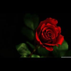 Meet your Posher, Lilly